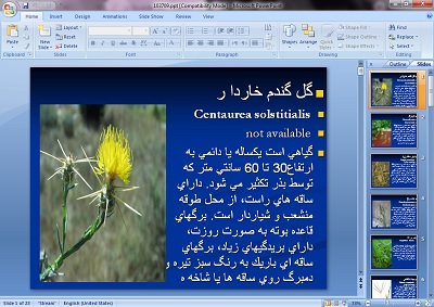 دریافت پاورپوینت گل گندم خاردار