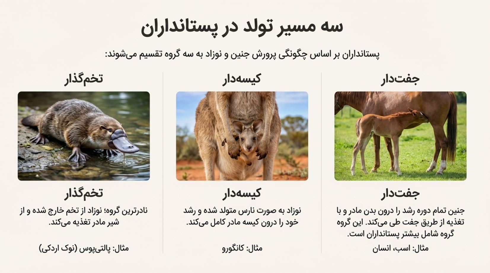 دریافت درسنامه فصل ۱۴ جانوران مهره دار (علوم نهم)