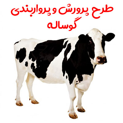 دریافت طرح پرورش و پرواربندی گوساله