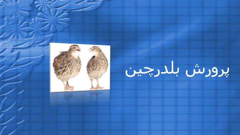 دریافت پاورپوینت پرورش بلدرچین