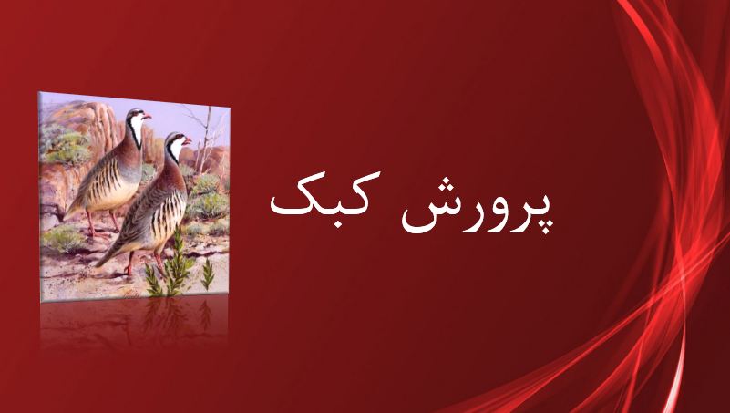 دریافت پاورپوینت پرورش کبک