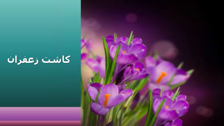 دریافت پاورپوینت کاشت زعفران
