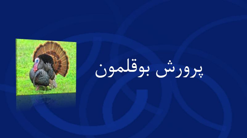 دریافت پاورپوینت پرورش بوقلمون