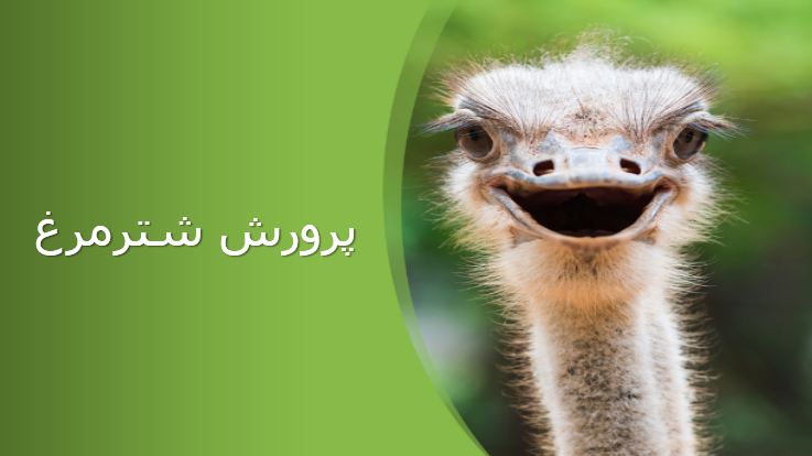 دریافت پاورپوینت پرورش شترمرغ