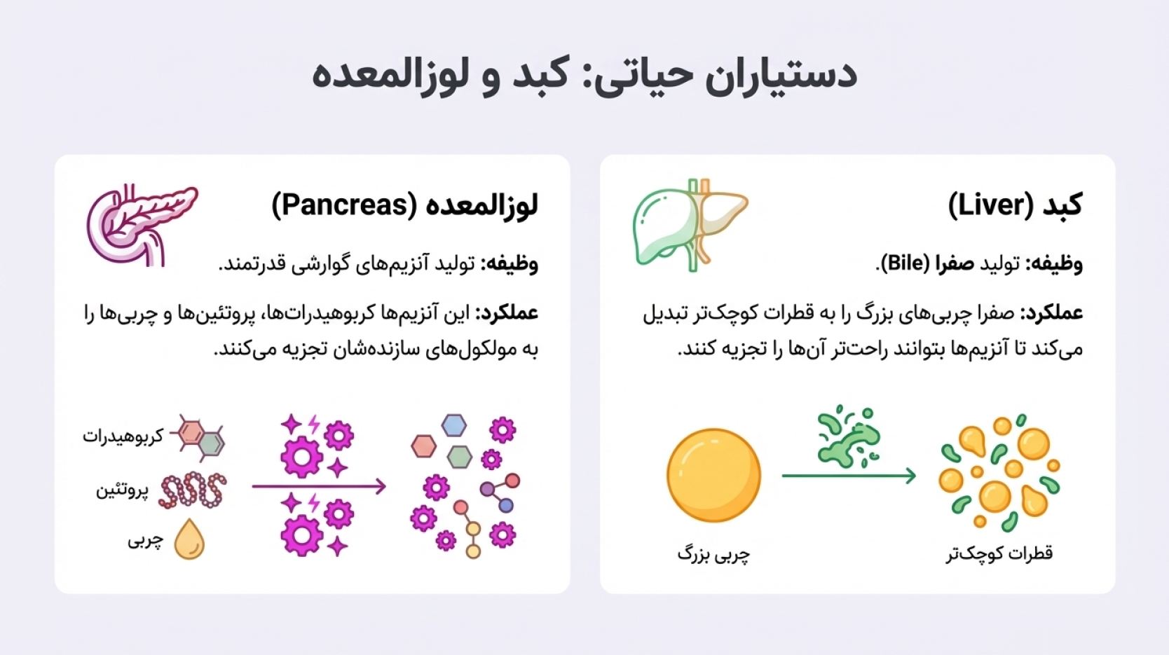 دریافت درسنامه فصل ۱۳ علوم هفتم (سفر غذا)